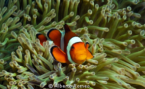 Portrait of a False Clown Anemonefish ( Anphiprion percula) by Alberto Romeo 